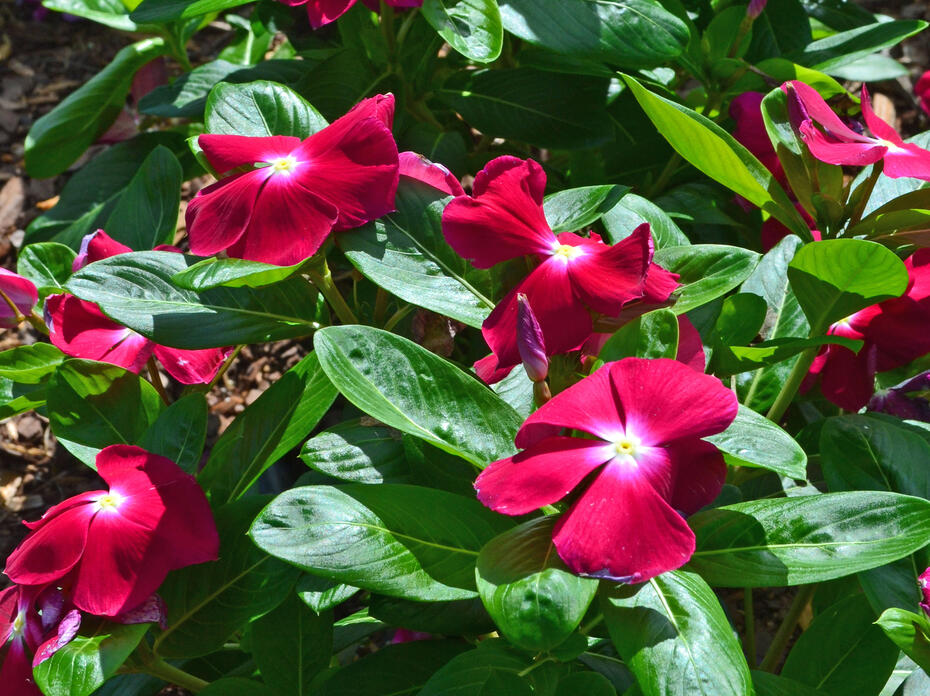 Dark pink flowers cover green plants.