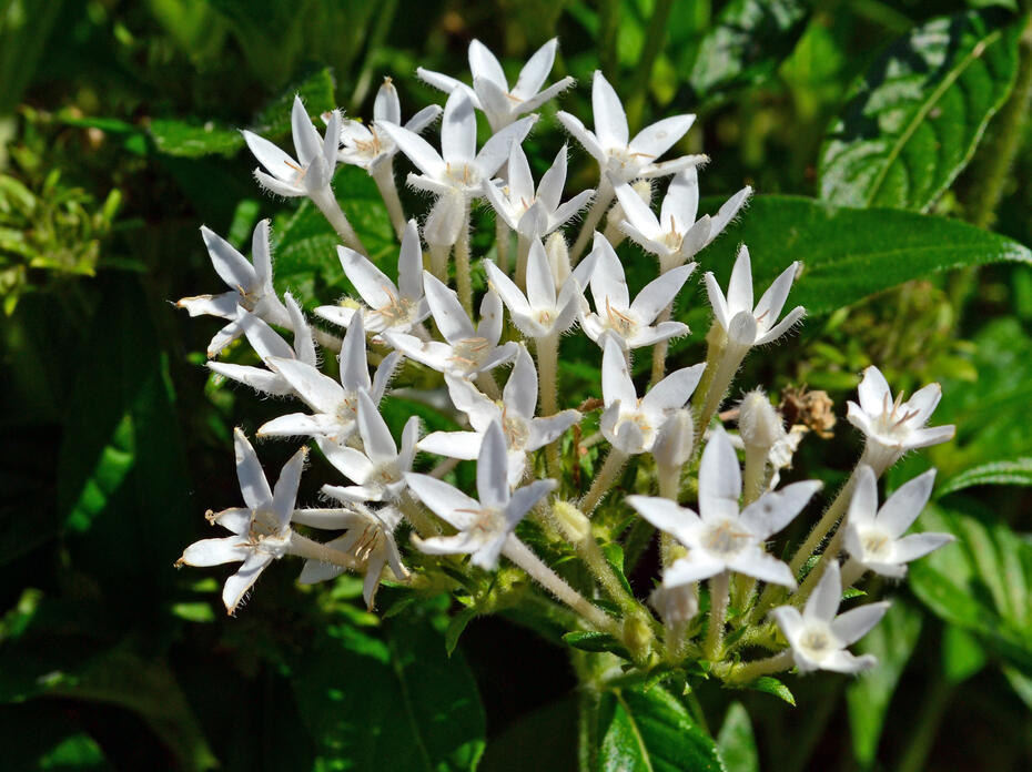 Small, white flowers bloom in a cluster.