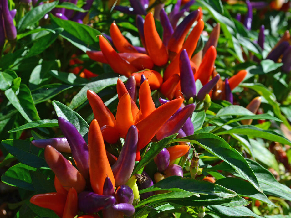 Red and purple peppers grow upright on green foliage.