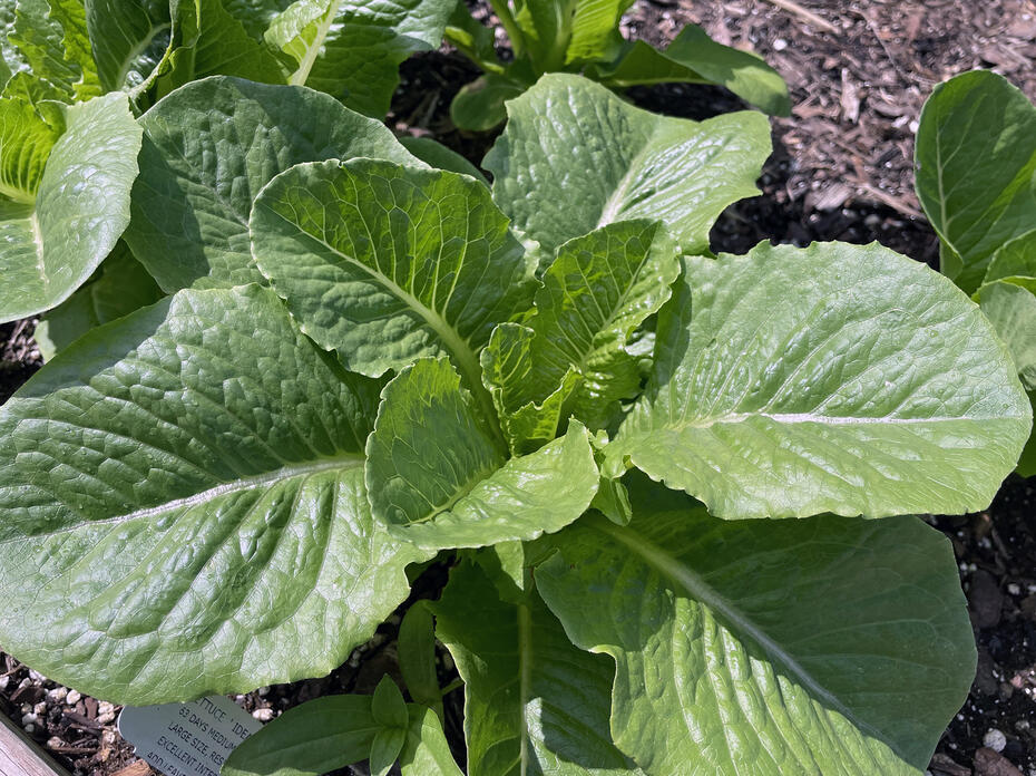 An Ideal cos romaine lettuce plant has green leaves.