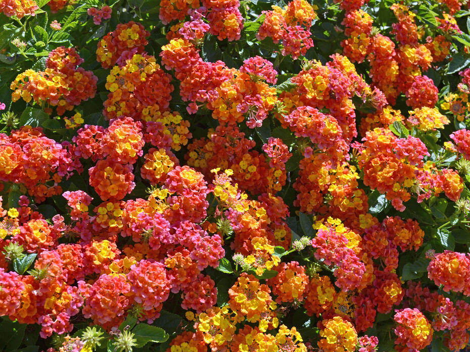 Flowers made up of tiny blooms are red, orange, yellow and pink.