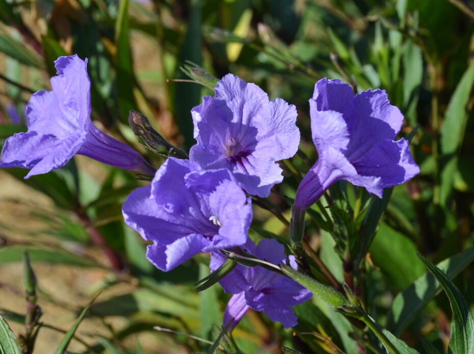 Five purple flowers bloom in a cluster.