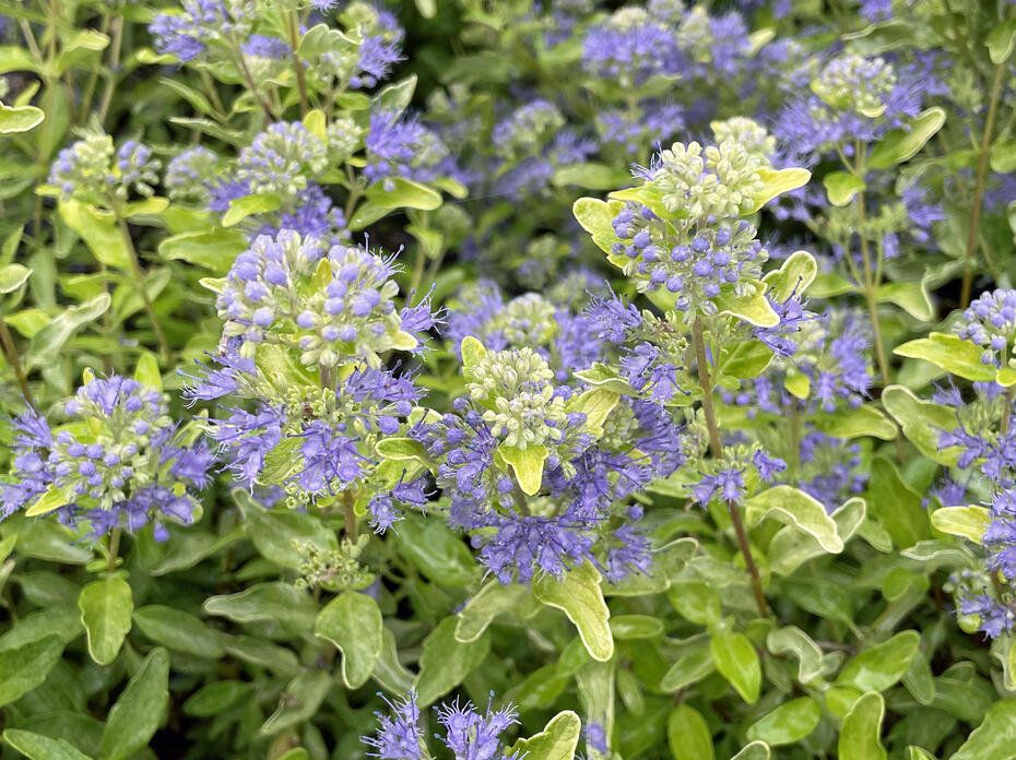 Tiny purple flowers bloom on golden foliage.