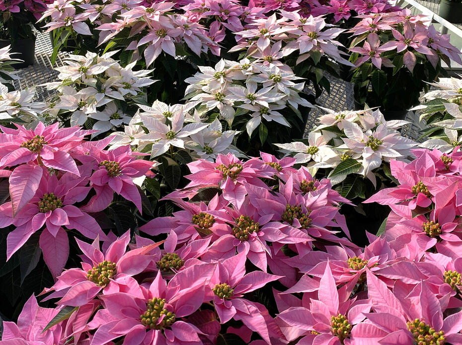These poinsettias have white or pink bracts.