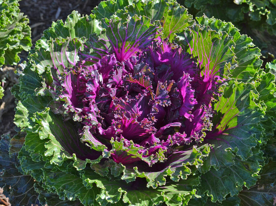 A kale plant has purple leaves surrounded by green leaves.