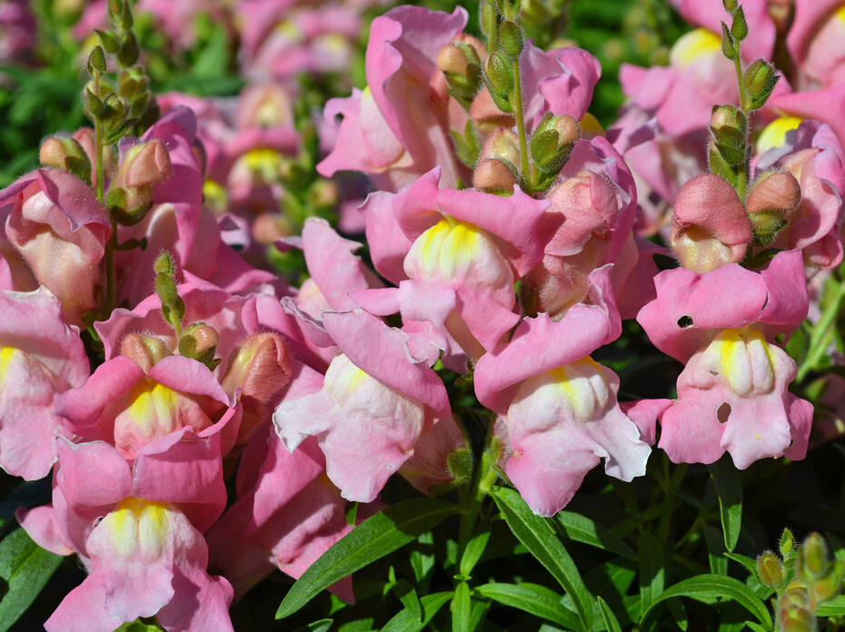 Pink blooms grown on green stems.