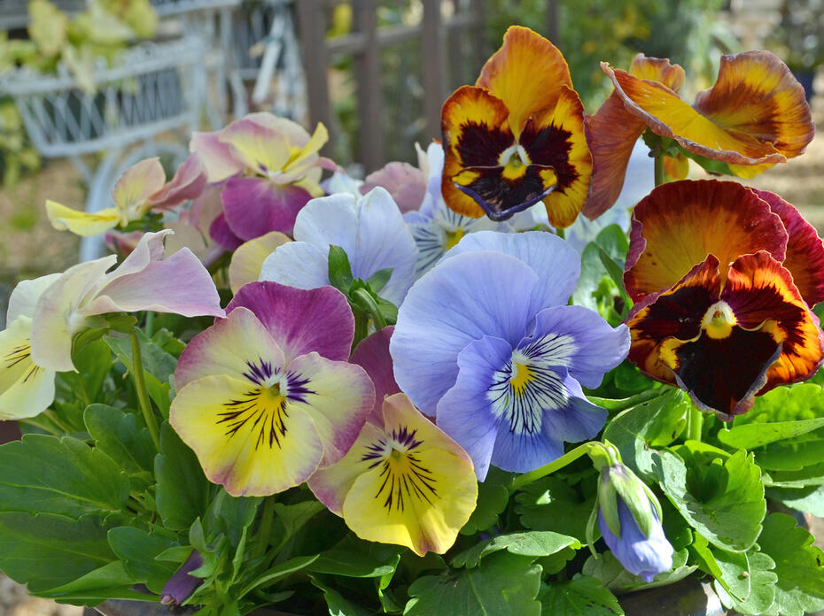 Flowers bloom in an array of colors in deep red, yellow and blue.