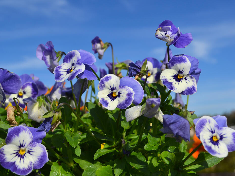 Blue and white flowers bloom above green foliage.