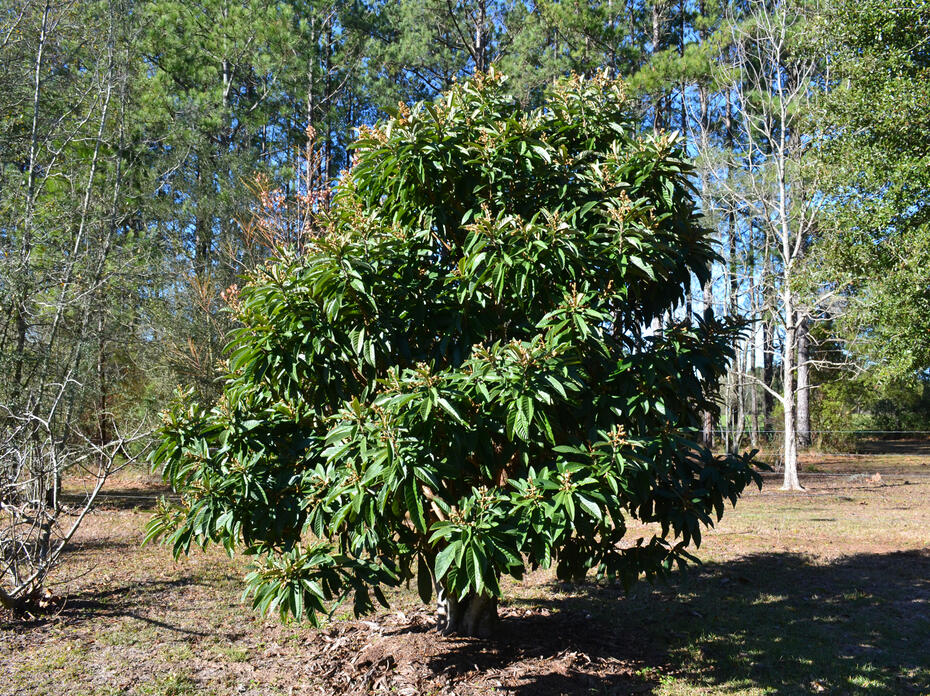 A small, rounded tree grows in a landscape.