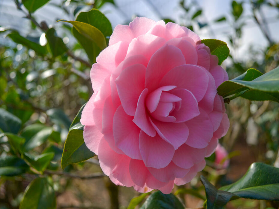 A large, pink bloom resembles an open rose.