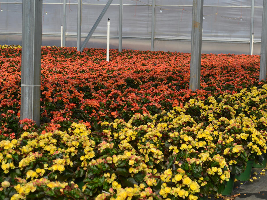 Red and yellow blooms blanket plants in a greenhouse.