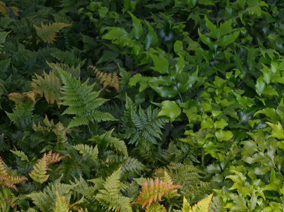 Ferns with two different leaf shapes and colors fill the frame.