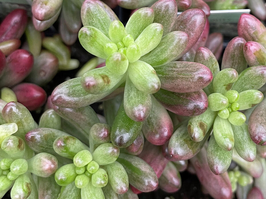 Rounded tips of green succulent leaves are edged in red.