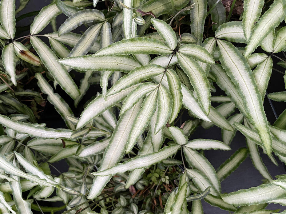 Ferns have white and green leaves.