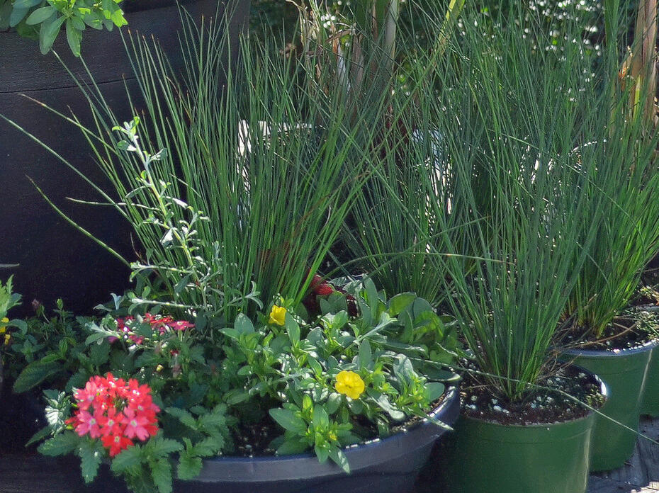 Grassy plants grow in a container with flowers.