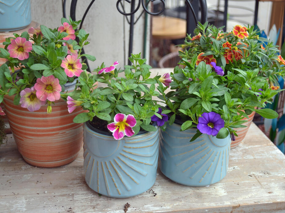 Four containers hold small, blooming plants.