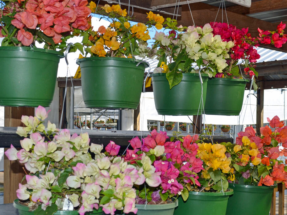 Colorful plants hang in two rows.