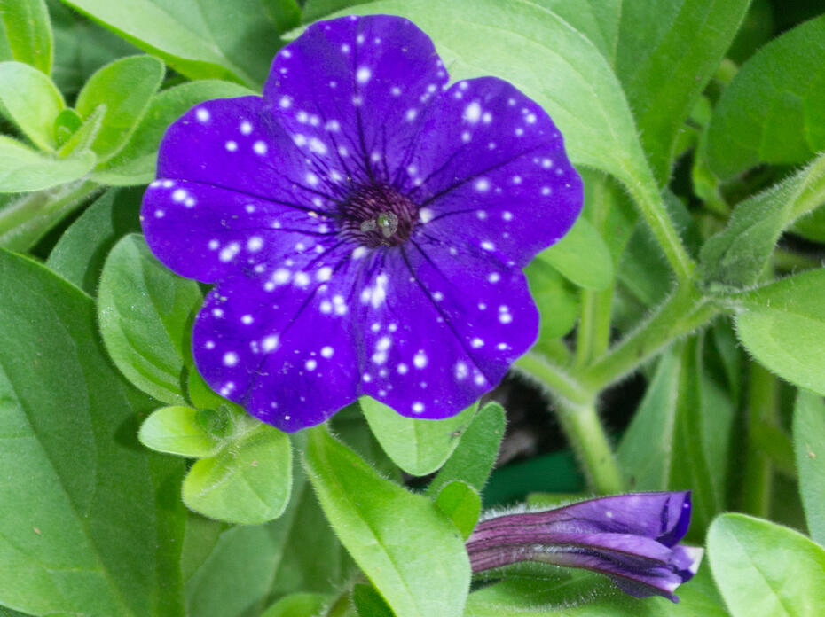 Blue flowers with white spots bloom above green foliage.