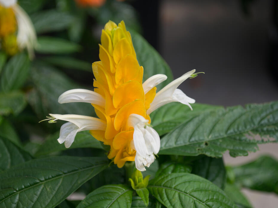 A yellow upright bract has small white flowers.