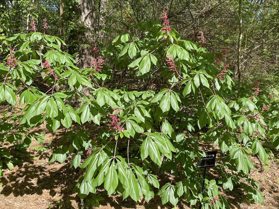 A shrub has clusters of red flowers on stems.