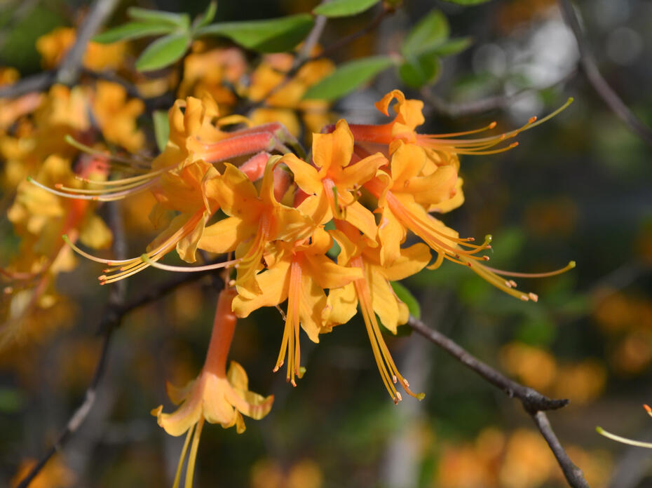 Delicate orange flowers bloom in a cluster.