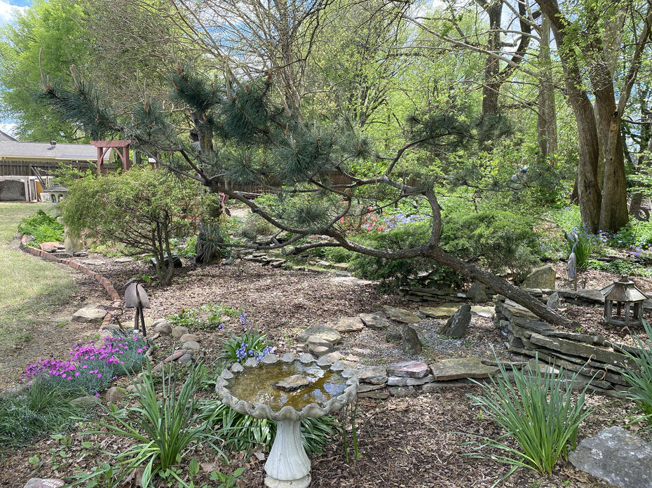 A black pine tree grows at an angle in a garden with a birdbath and purple blooms.
