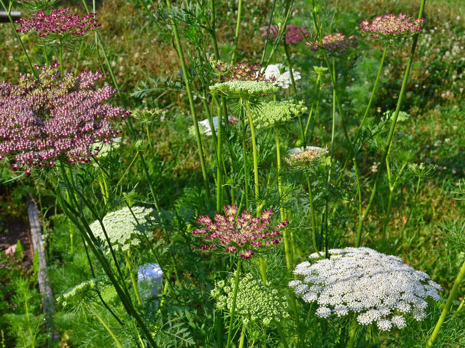 Delicate flower heads bloom in white and purple.