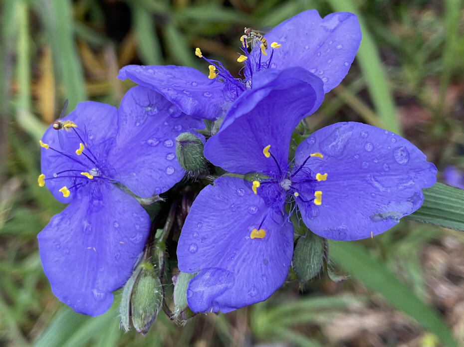 Three purple flowers bloom in a small cluster.