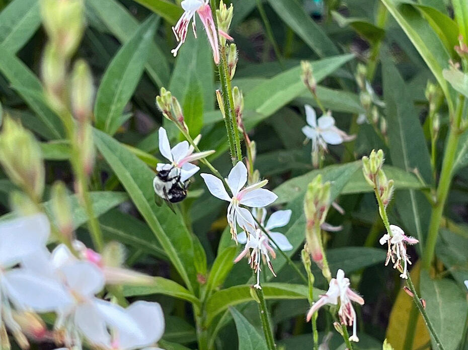 A bee hangs onto a slender stem that has white flowers.
