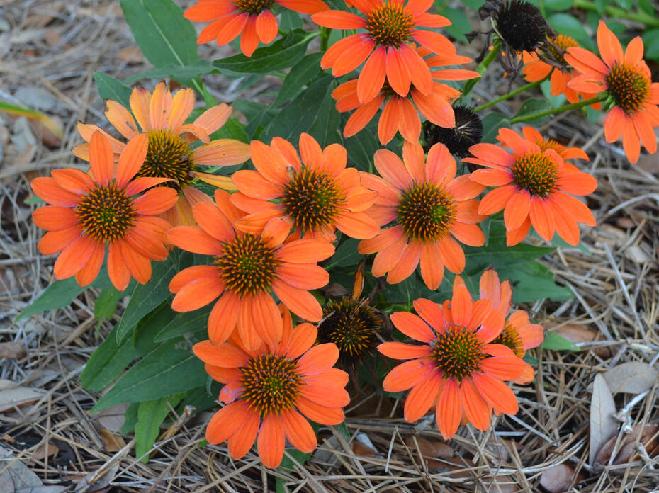 Orange flowers with dark centers bloom on a small plant.