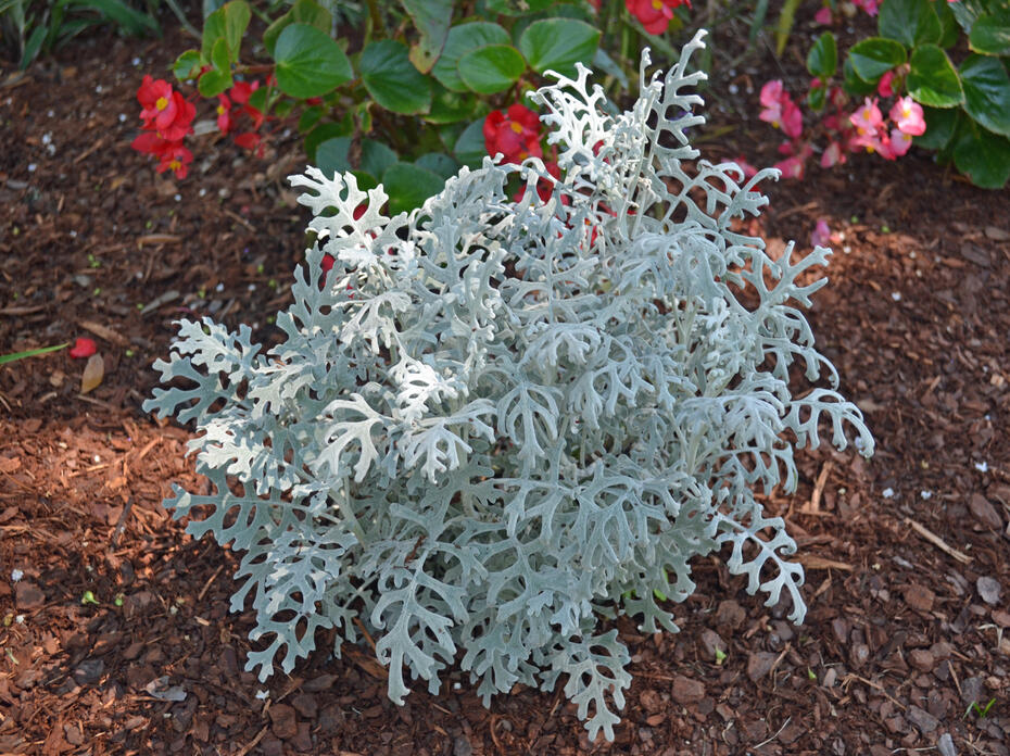 A silvery plant has fern-like leaves.