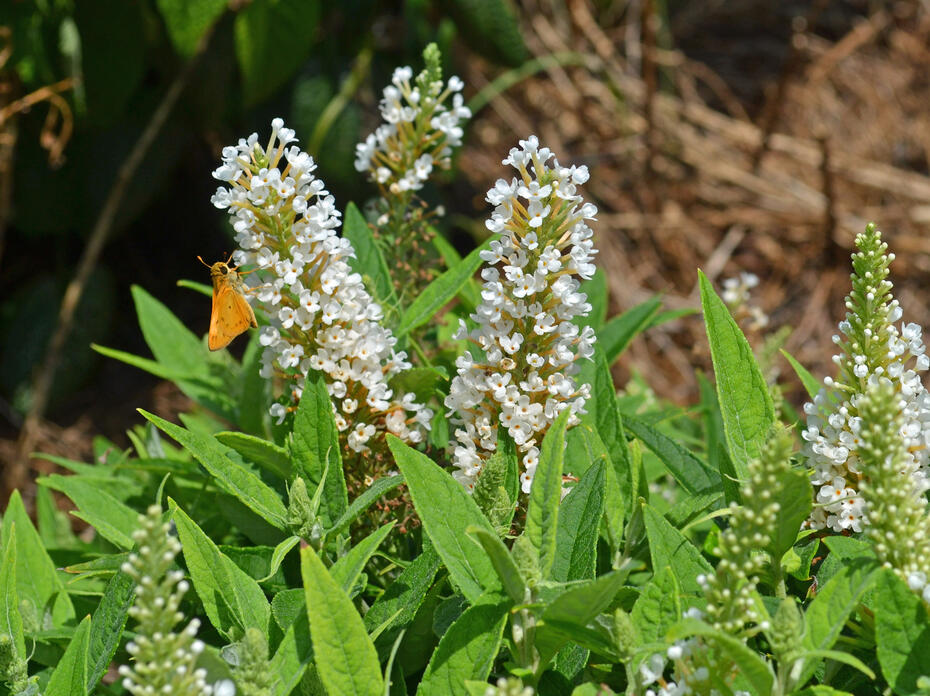 Tiny white flowers bloom in upright clusters.