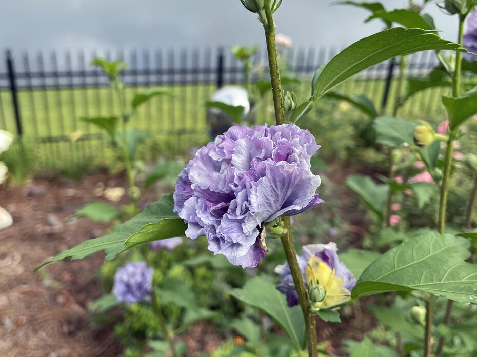 A purple flower blooms on a stem.