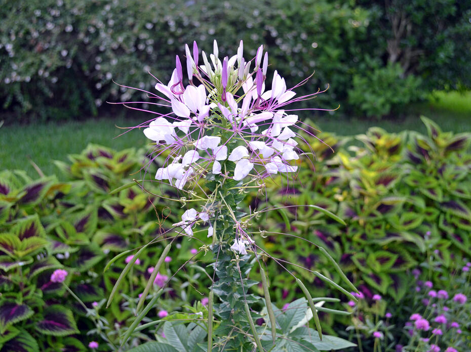 A delicate, threadlike flower is white and light pink.