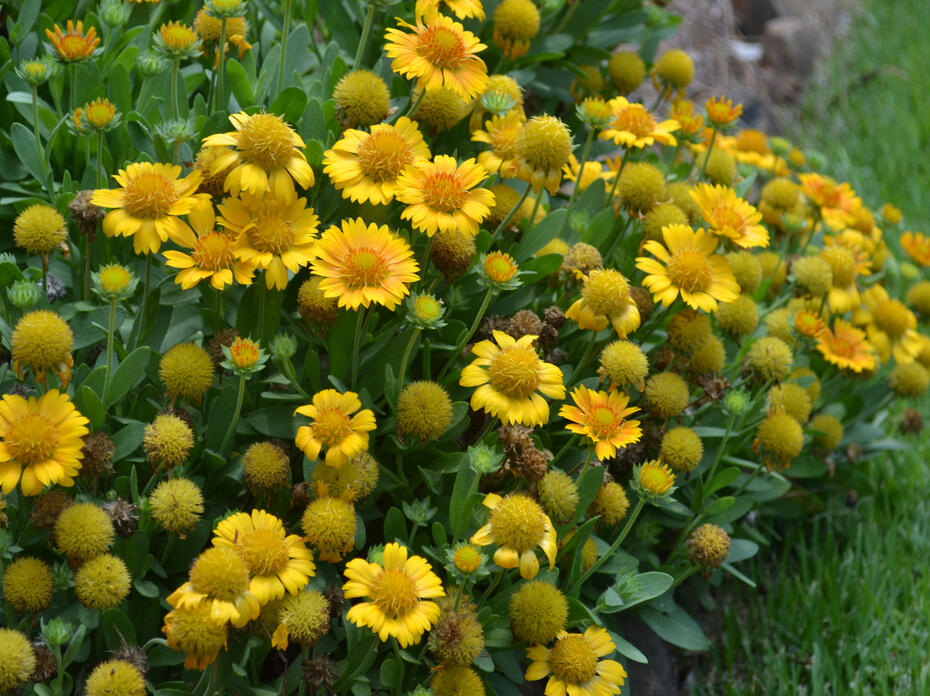 Dozens of yellow flowers have round, yellow centers.