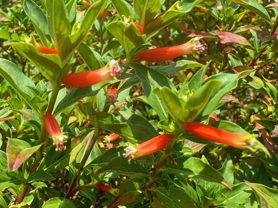 Tiny red flowers are tubular shaped.