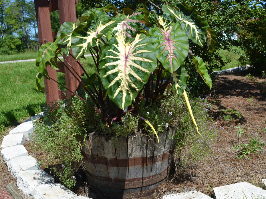 A wooden barrel holds a plant with giant, colorful leaves.