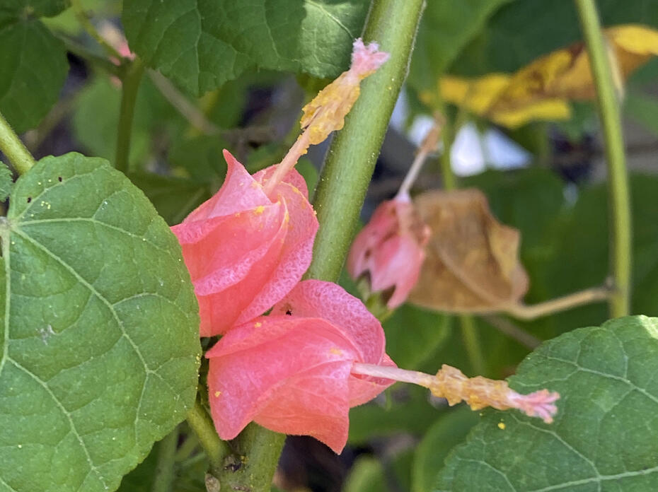 A plant has small, pink blooms.