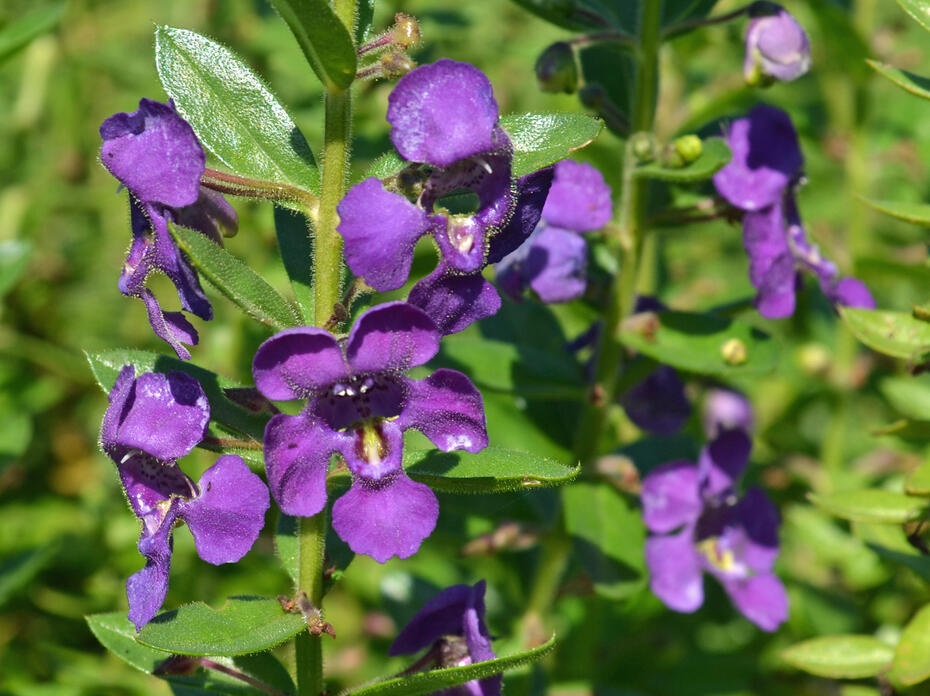 Bluish-purple flowers bloom on a stalk.