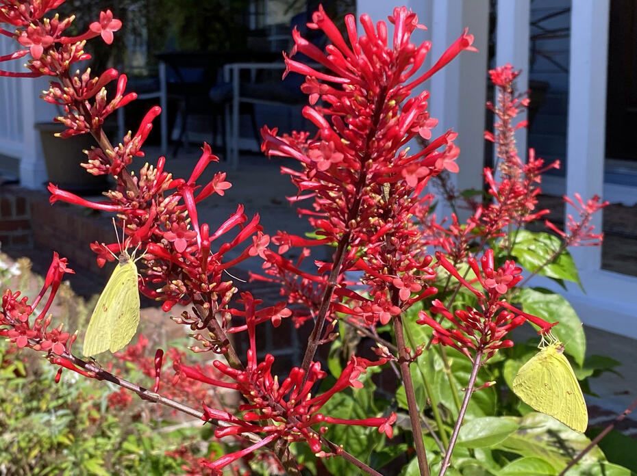 A bush has a spiky red cluster of flowers.