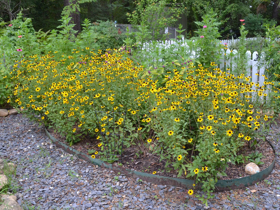 A patch of yellow flowers blooms in a garden.