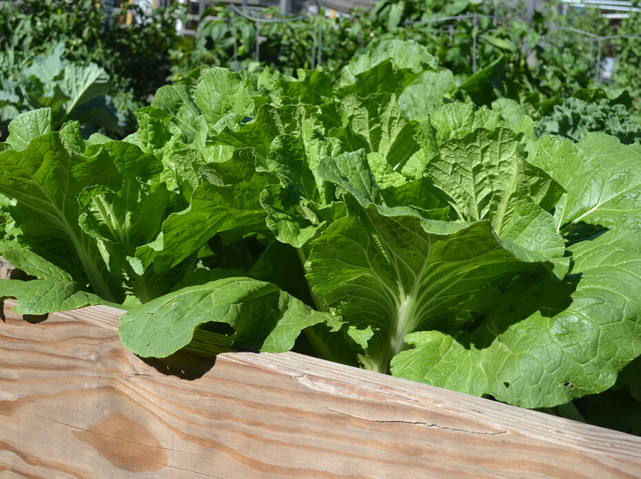 Leafy greens grow in a wooden container.