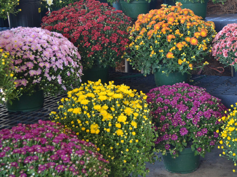 Potted plants are covered in various colored blooms.