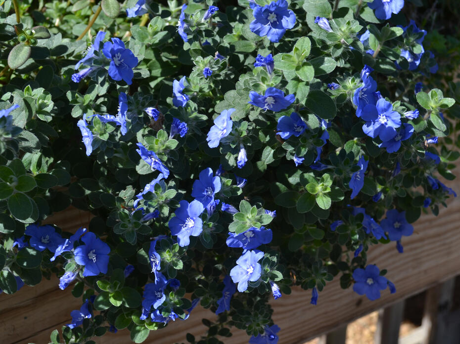 Small blue flowers bloom on a bush that drapes a fence.