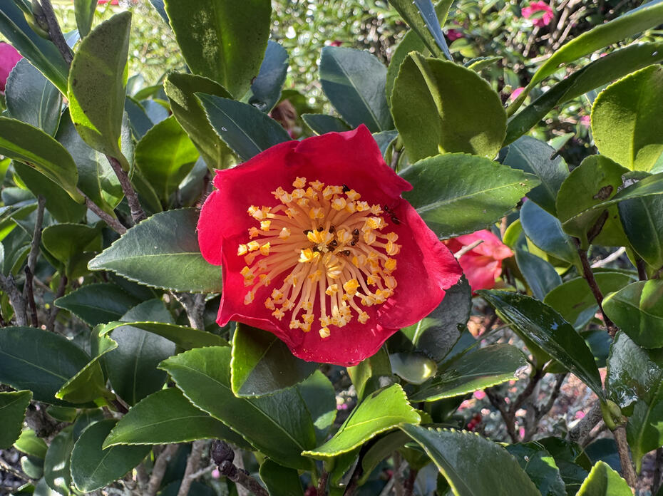 A red flower has a bright yellow center.
