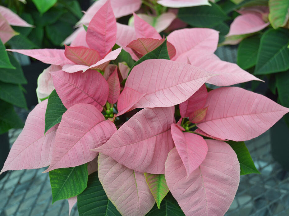 A poinsettia has light pink leaves.