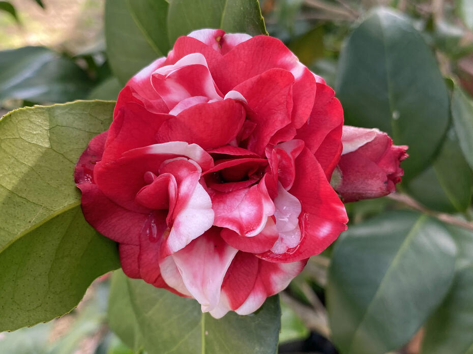 A large bloom is red and white.