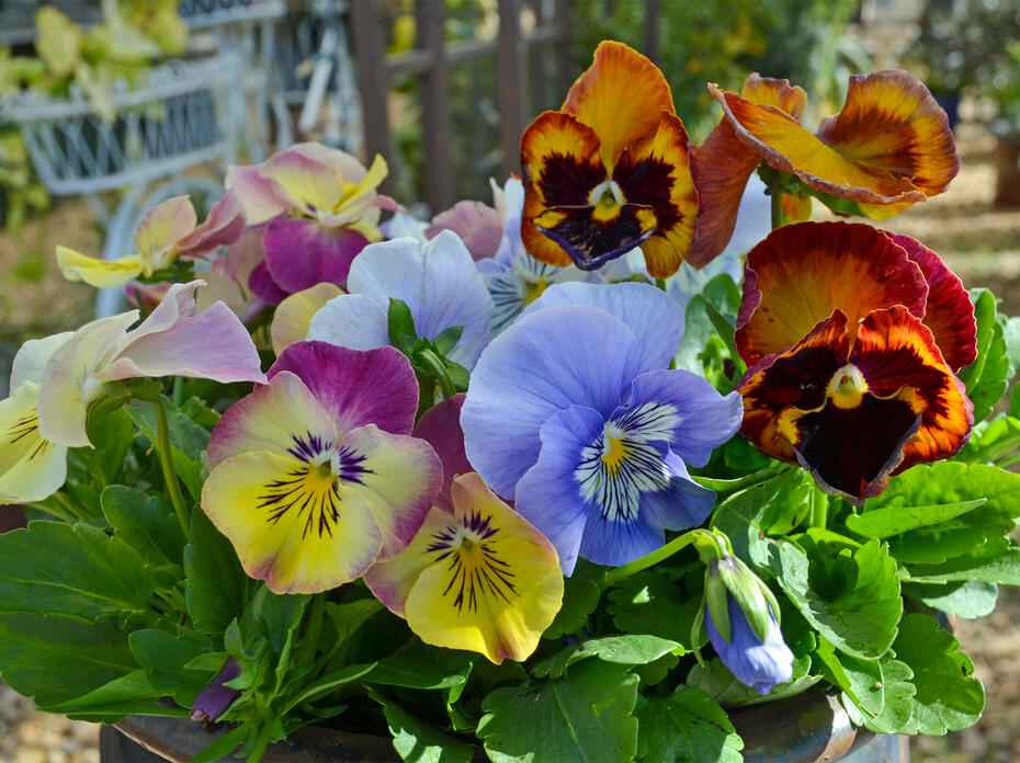 A container is filled with multi-colored blooms.