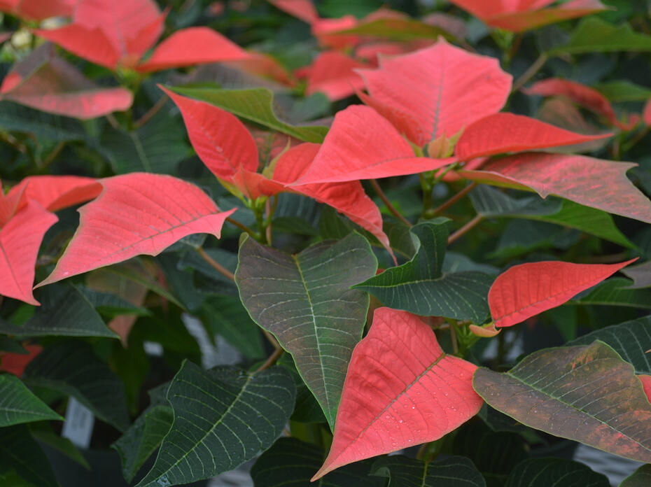 Vivid red bracts top green poinsettias.