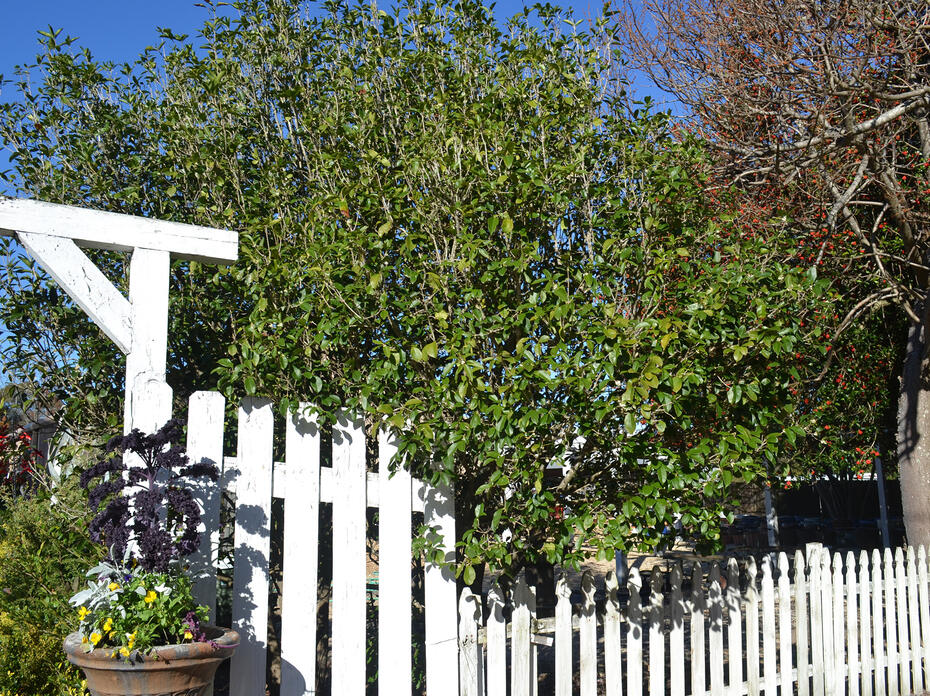 A tree grows above a white fence.